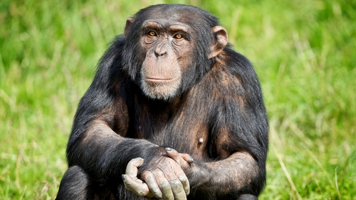 The DSPCA said it was ''an incredible, truly touching and inspiring story of humanity and compassion''