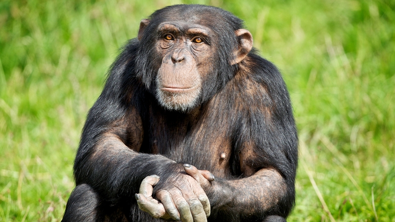 The DSPCA said it was ''an incredible, truly touching and inspiring story of humanity and compassion''