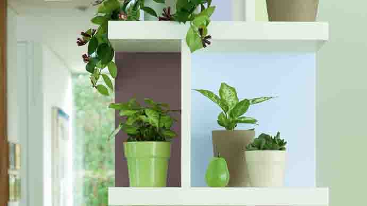 How best to protect your plants during hosepipe ban