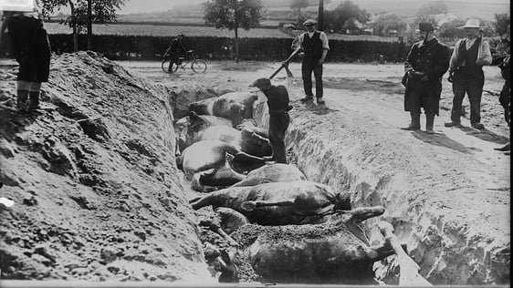 The Irish Brigades In The First World War