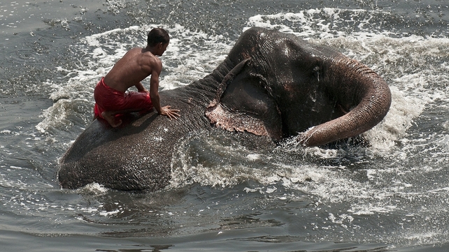 An Indian mahout washes his elephant in the Yamuna river in New Delhi
