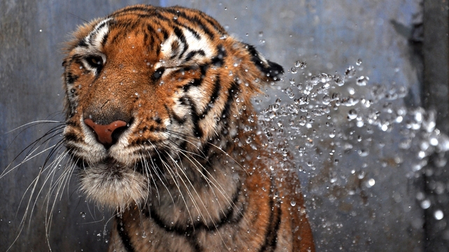 A Bengal tiger is hosed by a spray of water from a zookeeper on a hot summer day at the Birsa Munda Zoological Park in Ranchi