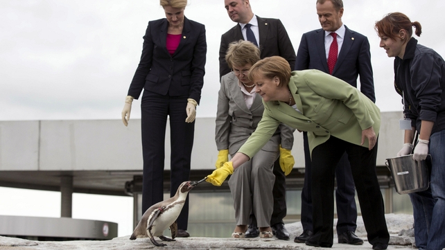 Angela Merkel feeds a penguin on the roof of the Baltic Sea aquarium during the 2012 Council of Baltic Sea States Summit