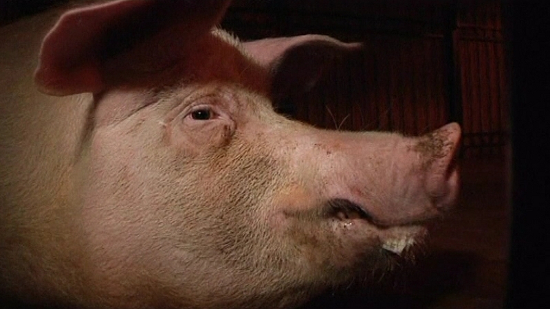 Pigs are shot by marksmen to replicate battlefield wounds