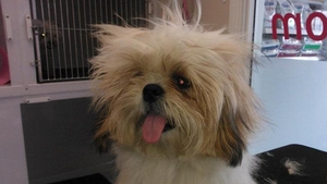Bad hair day for Snoopy fresh from the dryer at the groomers (Picture sent to yourphotos@rte.ie by Michael Murray)