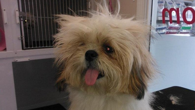 Bad hair day for Snoopy fresh from the dryer at the groomers (Picture sent to yourphotos@rte.ie by Michael Murray)
