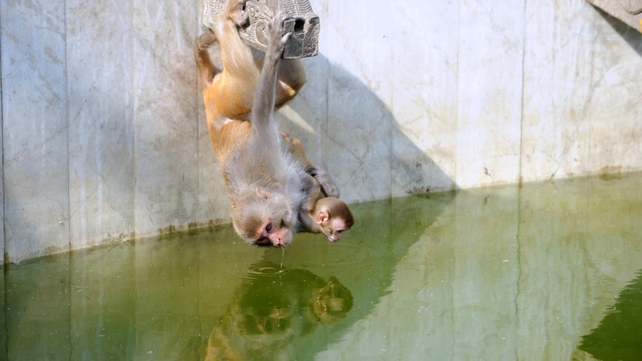 A macaque monkey with its baby hangs upside down as they drink water from a pond in Kathmandu