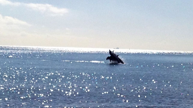 Two dolphins pictured at Killiney beach (Picture sent to yourphotos@rte.ie by Dominic Hearns)