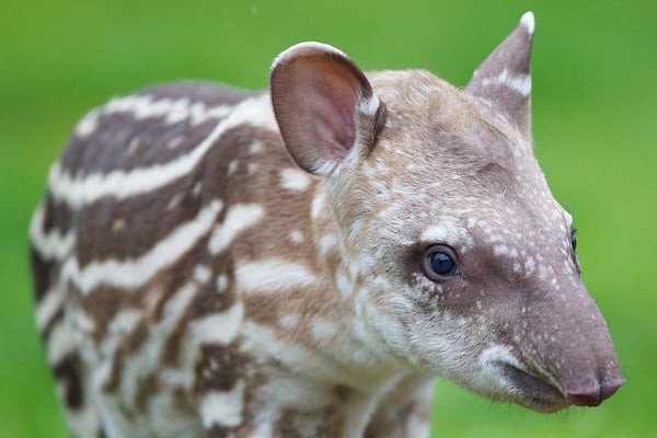 Dublin Zoo