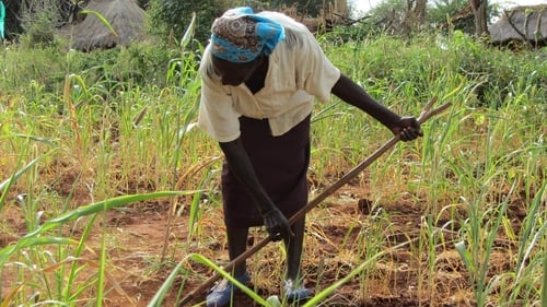 In Kenya, farmers know that global warming is not just a matter of statistics