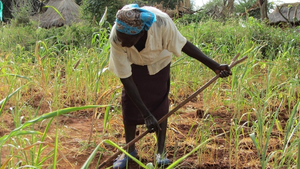 In Kenya, farmers know that global warming is not just a matter of statistics