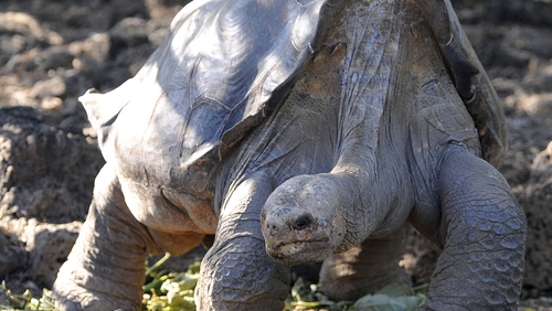 Lonesome George was the last member of a giant tortoise species from La Pinta