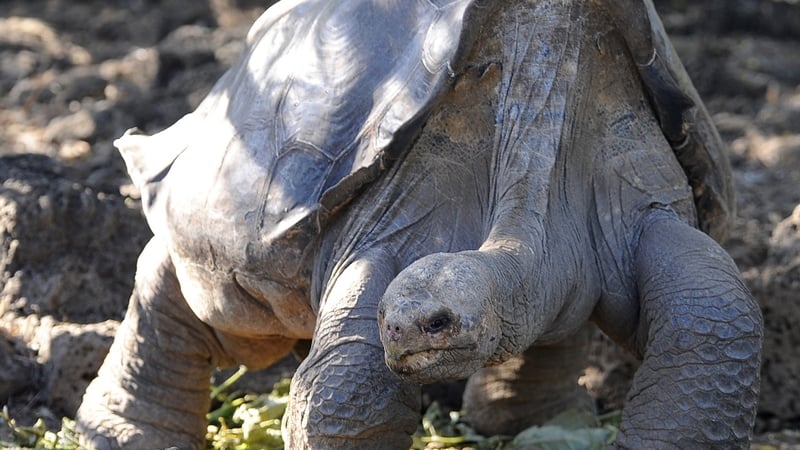 Lonesome George was thought to be around a century old when he died in June 2012