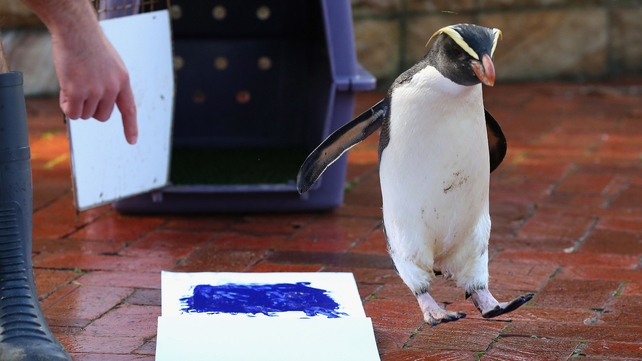'Mr Munro' a Fiordland penguin leaves his paint prints on a canvas at Taronga Zoo in Sydney