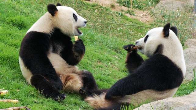 Two pandas enjoy a meal of bamboo shoots in an enclosure at the Giant Panda Research Base in Chengdu, China