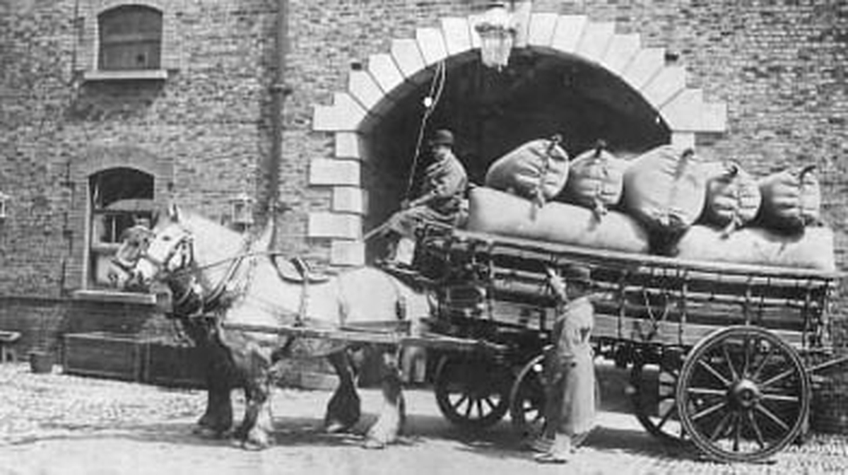 Dray Horses of Dublin