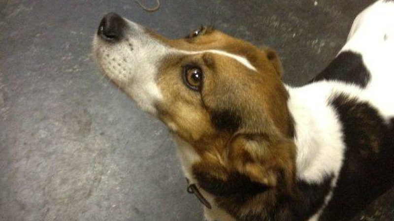 Patch, a Jack Russell cross, went missing from his home just outside Kilcock yesterday