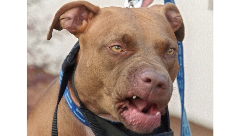 Rinne Tarbh-bhrócaire ionsaí ar bhean i gCorcaigh
(íomhá shamplach den phór sin thuas)