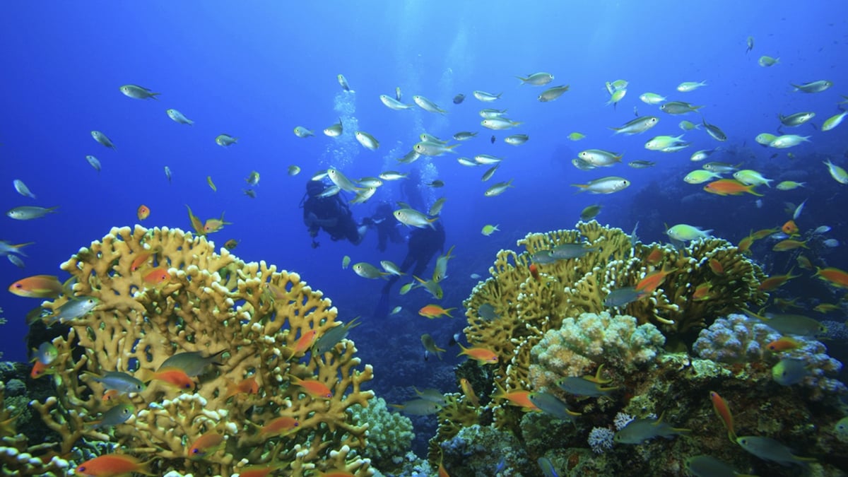 Holding Your Breath – using free diving to cope on dry land