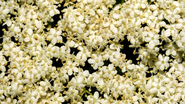 Elder Flower “Champagne”