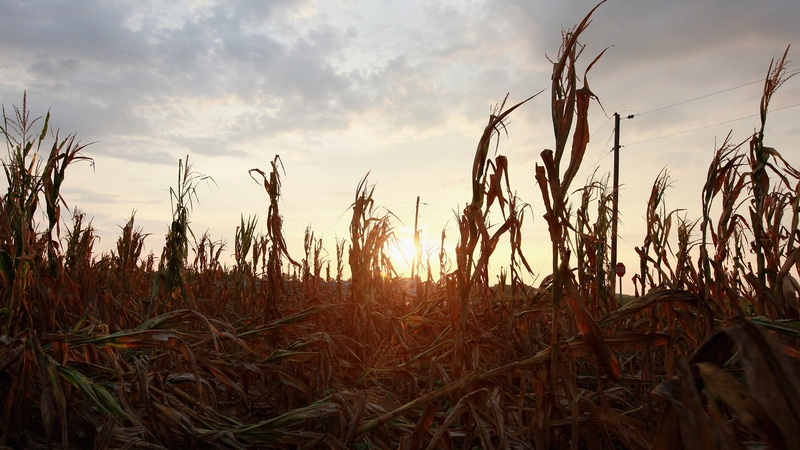 A corn field in Indiana hit with extreme weather conditions