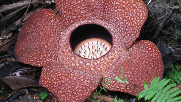 Rafflesia