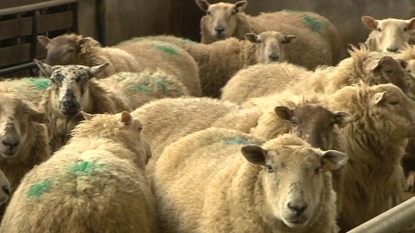 The virus does not have any food safety implications