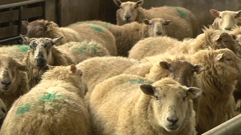 The virus does not have any food safety implications