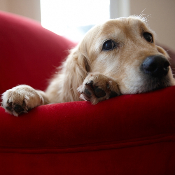 It’s a Dog’s Life!