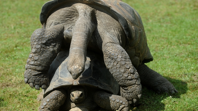 A turtle rests on the shell of another turtle at the Troja Zoo in Prague