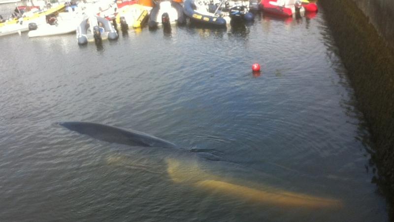 The whale has injured itself on sharp rocks (Pic: Paul Cunningham)