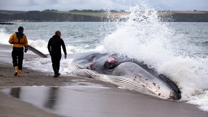 A female fin whale lies stranded and alive on the beach at Carlyon Bay in England