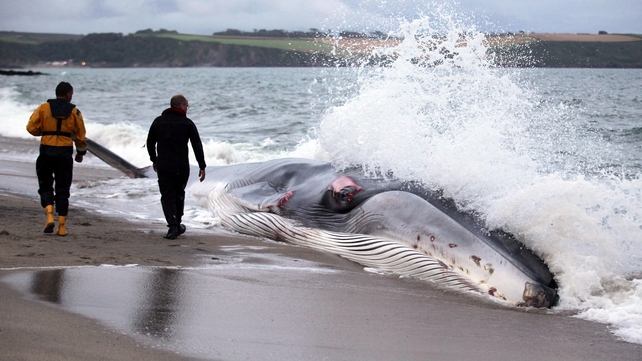 A female fin whale lies stranded and alive on the beach at Carlyon Bay in England