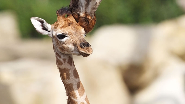 Tamu means 'sweet one' in Swahili