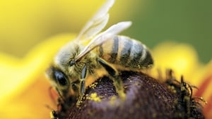 It's swarming season people are being advised too check their roofs and unused sheds for swarms of honey bees show image