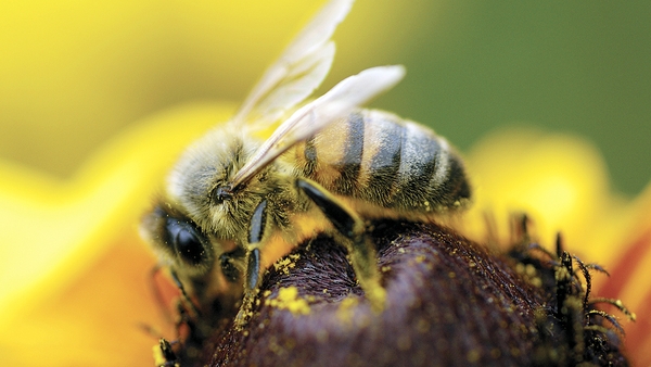 "Based on the figure 8, the bee scout moves at an angle, waggles, reverses direction and waggles some more"