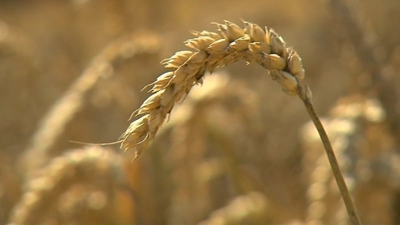 Gluten-free bread can be around five times the price of normal bread