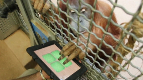 The program aims to stimulate the primates