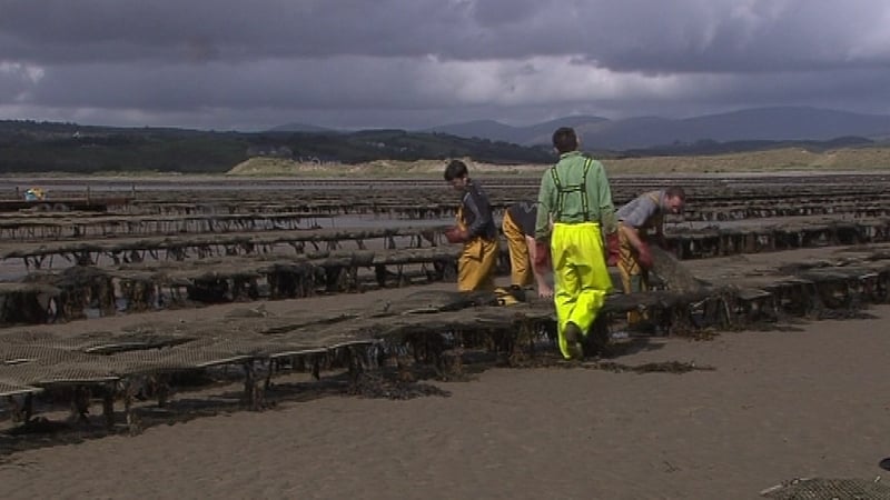 The IFA estimates that 250 people are currently employed full-time in oyster farming in Donegal