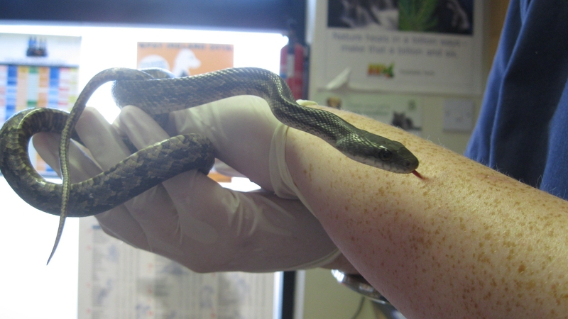 The snake arrived with a shipment from Texas (Credit: DSPCA)