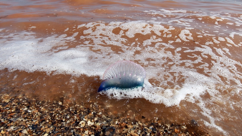 Portuguese man-of-war warnings in Munster