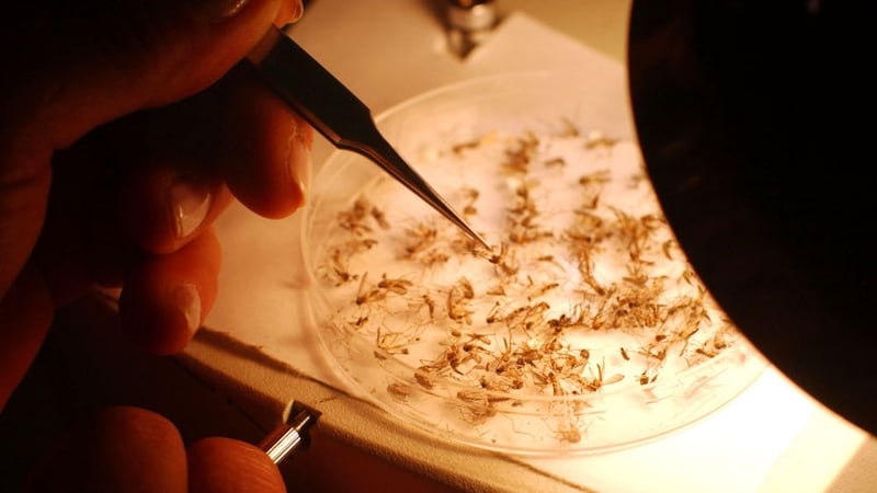 118 people have died from the mosquito-borne disease so far this year