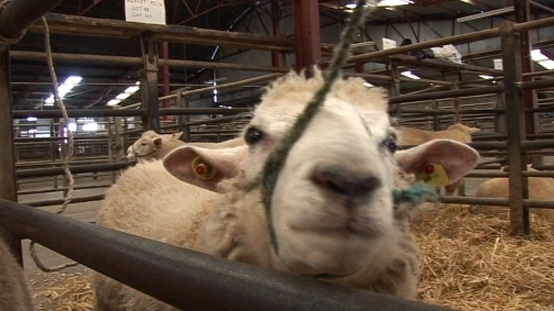 Cattle and sheep production a vital driver in the Irish economy