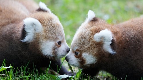 The female twins were born in June All photos: Patrick Bolger