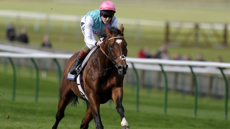 Frankel the wonderhorse