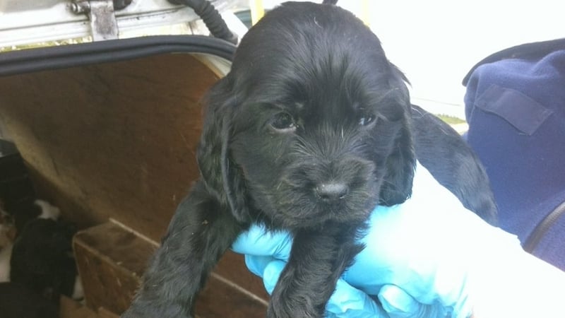 Puppies are being cared for by the DSPCA