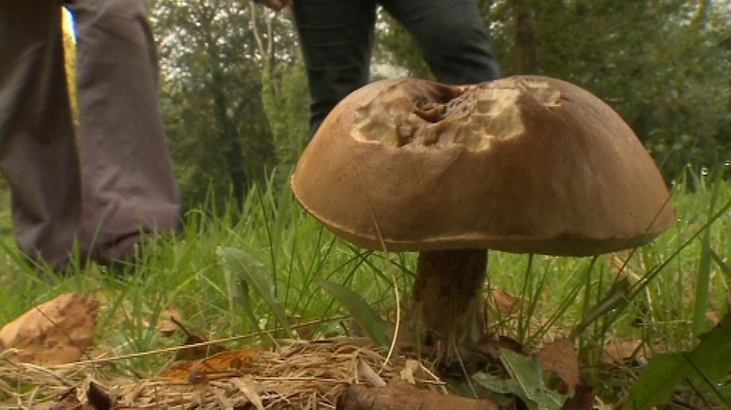The FSAI is advising people not to eat any part of a mushroom found in the wild