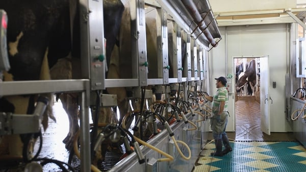 Dairy incomes are forecast to fall by 50% next year