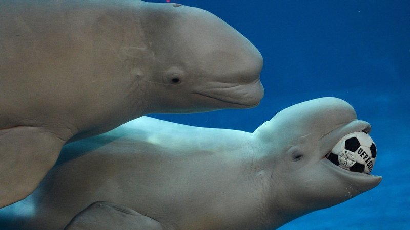 Two beluga whales enjoy a kick-around