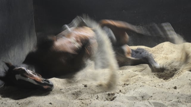 Glencadam Gold enjoys a roll in the sand after trackwork at Flemington Racecourse